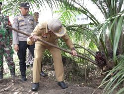 Program PSR, Pj Bupati Sanggau Panen Perdana Kelapa Sawit di Desa Maringin Jaya