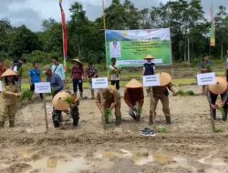 Pejabat Bupati Sanggau Tanam Padi Perdana Bersama Kelompok Tani Ensuma